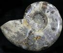Polished Ammonite (Anapuzosia?) Fossil - Madagascar #29853-1
